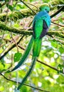 Resplendent quetzal - male