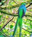 Resplendent quetzal - male