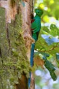 Resplendent Quetzal in the nest, full resolution