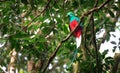 Resplendent quetzal Pharomachrus mocinno adult male