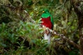 Resplendent Quetzal - Pharomachrus mocinno bird in the trogon family found from Chiapas Mexico to Panama known for its colorful