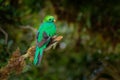 Resplendent Quetzal - Pharomachrus mocinno bird in the trogon family  found from Chiapas  Mexico to Panama  known for its colorful Royalty Free Stock Photo