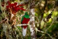 Resplendent Quetzal - Pharomachrus mocinno bird in the trogon family, found from Chiapas, Mexico to western Panama, well known for Royalty Free Stock Photo