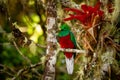 Resplendent Quetzal - Pharomachrus mocinno bird in the trogon family, found from Chiapas, Mexico to western Panama, well known for