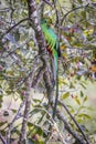 Resplendent quetzal, pharomachrus mocinno. Birds of Costa Rica. San Gerardo de Dota.