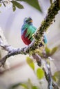 Resplendent quetzal, pharomachrus mocinno. Birds of Costa Rica. San Gerardo de Dota. Royalty Free Stock Photo