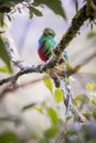 Resplendent quetzal, pharomachrus mocinno. Birds of Costa Rica. San Gerardo de Dota. Royalty Free Stock Photo