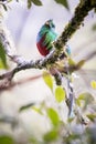 Resplendent quetzal, pharomachrus mocinno. Birds of Costa Rica. San Gerardo de Dota.