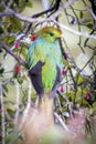 Resplendent quetzal, pharomachrus mocinno. Birds of Costa Rica. San Gerardo de Dota. Royalty Free Stock Photo