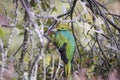 Resplendent quetzal, pharomachrus mocinno. Birds of Costa Rica. San Gerardo de Dota. Royalty Free Stock Photo