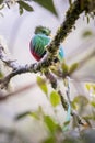 Resplendent quetzal, pharomachrus mocinno. Birds of Costa Rica. San Gerardo de Dota. Royalty Free Stock Photo