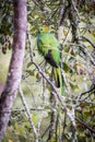 Resplendent quetzal, pharomachrus mocinno. Birds of Costa Rica. San Gerardo de Dota. Royalty Free Stock Photo