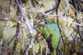 Resplendent quetzal, pharomachrus mocinno. Birds of Costa Rica. San Gerardo de Dota. Royalty Free Stock Photo