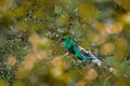 Resplendent Quetzal, Pharomachrus mocinno, from Chiapas, Mexico with blurred green forest in background. Magnificent sacred green