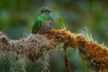 Resplendent Quetzal, Pharomachrus mocinno, from Chiapas, Mexico with blurred green forest in background. Magnificent sacred green