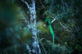 Resplendent Quetzal, Pharomachrus mocinno, from Chiapas, Mexico with blurred green forest in background. Magnificent sacred green