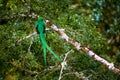 Resplendent Quetzal, Pharomachrus mocinno. Green bird from Costa Rica. Bird with long tail. Royalty Free Stock Photo