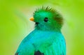 Resplendent Quetzal, Pharomachrus mocinno, from Guatemala with blurred green forest foreground and background. Magnificent sacred Royalty Free Stock Photo