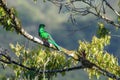 Resplendent Quetzal