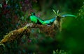 Resplendent Quetzal, Pharomachrus mocinno, magnificent sacred green bird from Savegre in Panama. Rare magic animal in mountain tro