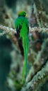 Resplendent Quetzal, Pharomachrus mocinno, magnificent sacred green bird with very long tail from Savegre in Costa Rica Royalty Free Stock Photo