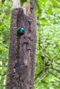 Resplendent quetzal - Pharomachrus mocinno