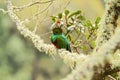 Resplendent Quetzal, Pharomachrus mocinno, Mexico, sitting on branch wwith moss, green forest in background