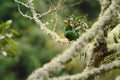 Resplendent Quetzal, Pharomachrus mocinno, Mexico, sitting on branch wwith moss, green forest in background