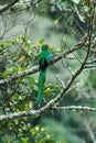 Resplendent Quetzal, Pharomachrus mocinno, Mexico, sitting on branch wwith moss, green forest in background