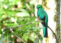 Resplendent Quetzal Pharomachrus mocinno the most beautiful bird in Central America