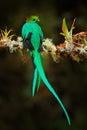 Resplendent Quetzal, Pharomachrus mocinno, from Nicaragua with blurred green forest in background. Magnificent sacred green and