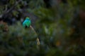 Resplendent Quetzal, Pharomachrus mocinno, from Savegre in Costa Rica with blurred green forest in background. Magnificent sacred Royalty Free Stock Photo