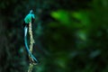 Resplendent Quetzal, Pharomachrus mocinno, from Savegre in Costa Rica with blurred green forest in background. Magnificent sacred Royalty Free Stock Photo