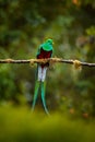 Resplendent Quetzal, Pharomachrus mocinno, from Savegre in Costa Rica with blurred green forest in background. Magnificent sacred