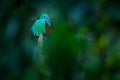 Resplendent Quetzal, Pharomachrus mocinno, from Savegre in Costa Rica with blurred green forest in background. Magnificent sacred Royalty Free Stock Photo