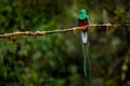 Resplendent Quetzal, Pharomachrus mocinno, from Savegre in Costa Rica with blurred green forest in background. Magnificent sacred Royalty Free Stock Photo