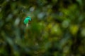 Resplendent Quetzal, Pharomachrus mocinno, from Savegre in Costa Rica with blurred green forest in background. Magnificent sacred Royalty Free Stock Photo