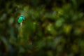 Resplendent Quetzal, Pharomachrus mocinno, from Savegre in Costa Rica with blurred green forest in background. Magnificent sacred Royalty Free Stock Photo