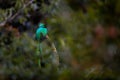 Resplendent Quetzal, Pharomachrus mocinno, from Savegre in Costa Rica with blurred green forest in background. Magnificent sacred Royalty Free Stock Photo