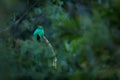 Resplendent Quetzal, Pharomachrus mocinno, from Savegre in Costa Rica with blurred green forest in background. Magnificent sacred Royalty Free Stock Photo