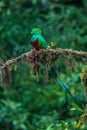 Resplendent Quetzal, Pharomachrus mocinno, from Savegre in Costa Rica with blurred green forest in background. Royalty Free Stock Photo