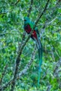 Resplendent Quetzal, Pharomachrus mocinno, from Savegre in Costa Rica with blurred green forest in background. Royalty Free Stock Photo