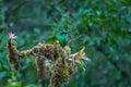 Resplendent Quetzal, Pharomachrus mocinno, from Savegre in Costa Rica with blurred green forest in background. Royalty Free Stock Photo