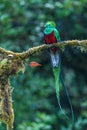Resplendent Quetzal, Pharomachrus mocinno, from Savegre in Costa Rica with blurred green forest in background. Royalty Free Stock Photo