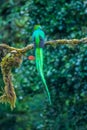 Resplendent Quetzal, Pharomachrus mocinno, from Savegre in Costa Rica with blurred green forest in background. Royalty Free Stock Photo