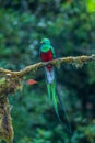 Resplendent Quetzal, Pharomachrus mocinno, from Savegre in Costa Rica with blurred green forest in background. Royalty Free Stock Photo