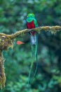 Resplendent Quetzal, Pharomachrus mocinno, from Savegre in Costa Rica with blurred green forest in background. Royalty Free Stock Photo