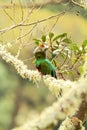 Resplendent Quetzal, Pharomachrus mocinno, Savegre in Costa Rica, with green forest in background. Magnificent sacred green and re Royalty Free Stock Photo