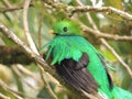 Resplendent Quetzal Pharomachrus mocinno in Cerro de la Muerte, Costa Rica