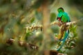 Resplendent Quetzal, Savegre in Costa Rica with green forest in background. Magnificent sacred green and red bird. Detail portrait Royalty Free Stock Photo